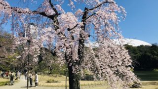 小石川後楽園の枝垂桜