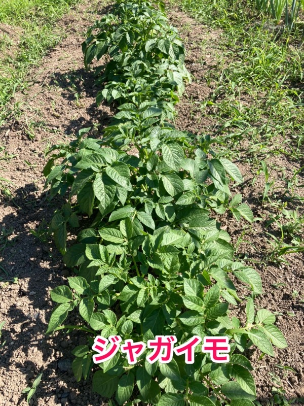 6月の家庭菜園　ジャガイモ