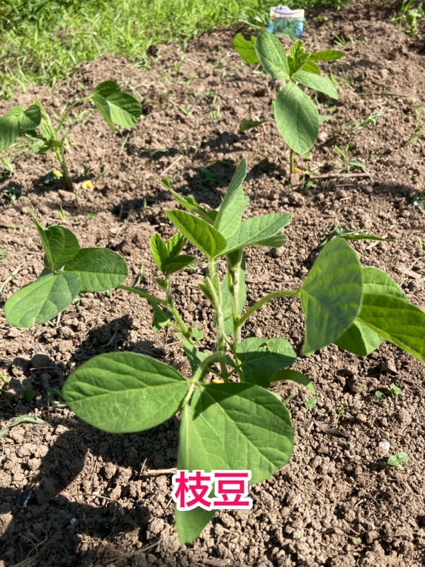 6月の家庭菜園　枝豆