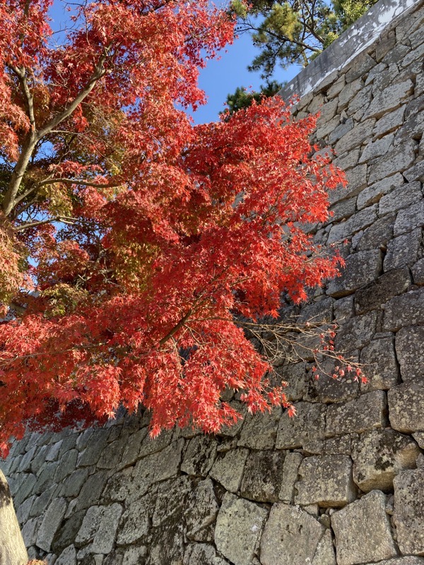 岡山城と紅葉